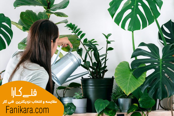 مراقبت از گیاهان آپارتمانی، خدمات باغبانی در منزل